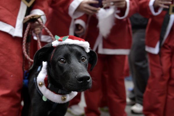 Le sondage révèle que ce sont essentiellement des femmes (à plus de 90%) qui offriront un cadeau de Noël à leur chien.