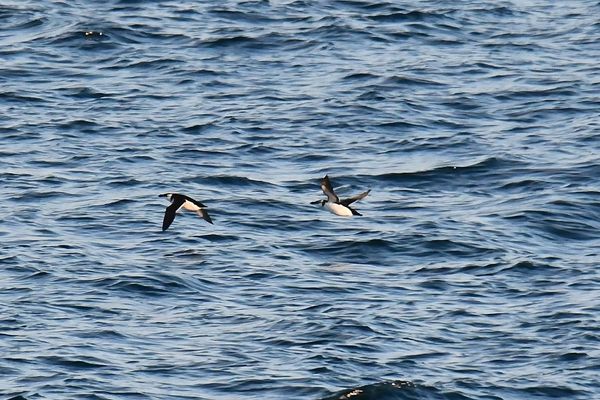 Deux pingouins ont été retrouvés morts sur la côte catalane.