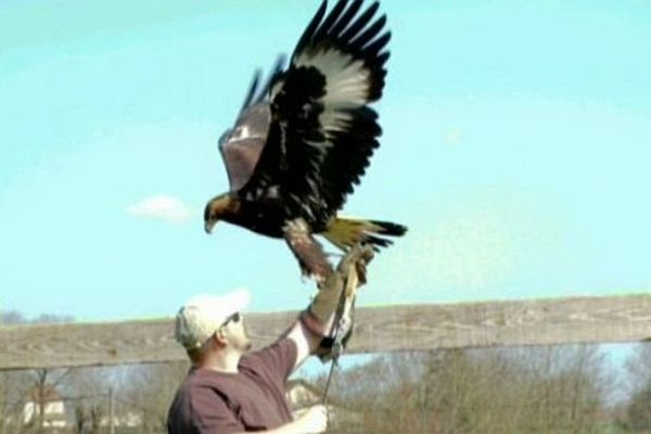 Julien Juban a retrouvé Jago, son aigle royal 