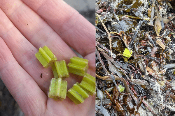 Des milliers de petites étoiles vertes ont été découvertes depuis fin novembre sur les plages du Finistère. Une pollution qui inquiète les associations environnementales.