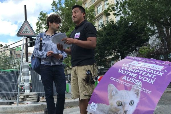 Dans la 4ème circonscription de Paris comme partout en France, le Parti animaliste a misé sur un chaton comme tête d'affiche pour sa campagne des législatives. 