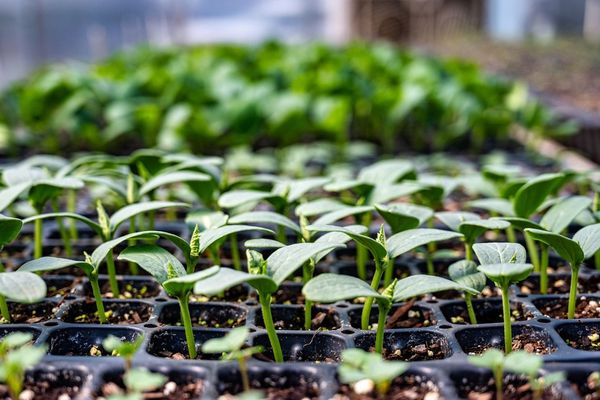 Les activités au potager ne manquent pas en février.