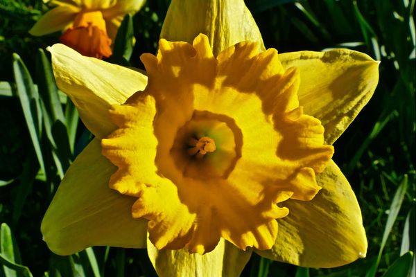 Coronavirus : des fleuristes de Caen partagent leurs fleurs avant le confinement