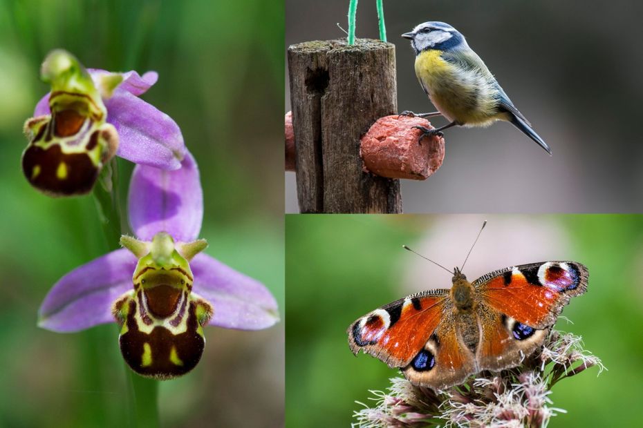 In a district of Niort, the population invited to observe the fauna and flora to better understand the local biodiversity