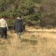 Comment rétablir l'équilibre naturel d'une tourbière lorsqu'il a été brisé par un drainage agricole ? Question sensible. Pourtant, le Conservatoire d'espaces naturels apporte une réponse plutôt convaincante sur le plateau de Millevaches.