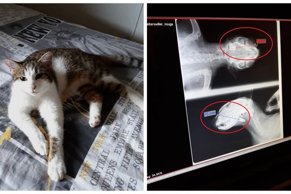 Nouga, un chat âgé d'un peu moins de deux ans, a reçu une flèche de plus de 7 cm dans son crâne.