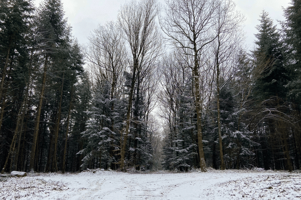 forêt neige