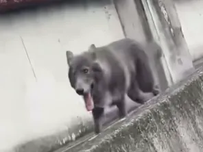 Trois chiens-loups ont été aperçus dans le centre-ville de Colomiers (Haute-Garonne), jeudi 12 septembre 2024.