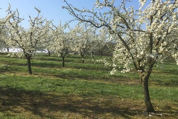 A Hoéville, une fleur sur cinq à peu près étaient gelées ce lundi matin.