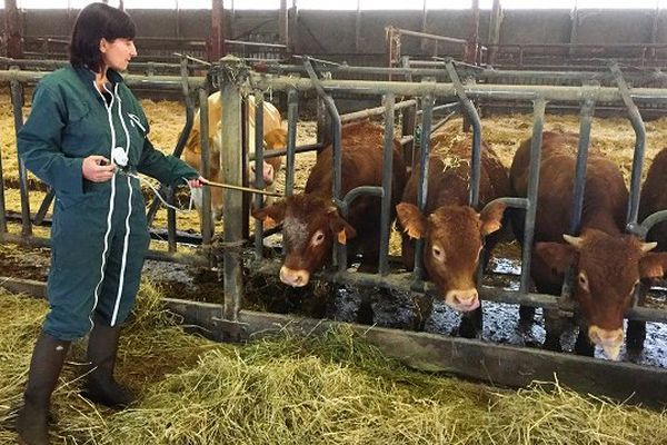 Près de 40 000 broutards vont être vaccinés contre la fièvre catarrhale ovine (FCO) en Aveyron.