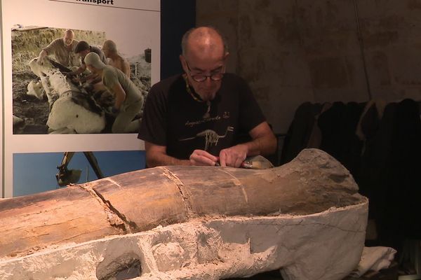 Les scientifiques s'affairent pour sortir de fémur de son sarcophage de plâtre. 