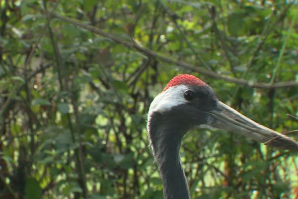 Des grues du Japon à la ferme des Clautres en Creuse