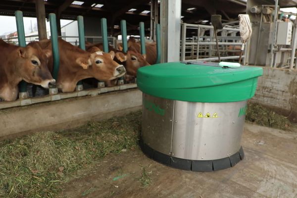 le fourrage naturel est distribué aux vaches grâce à un robot