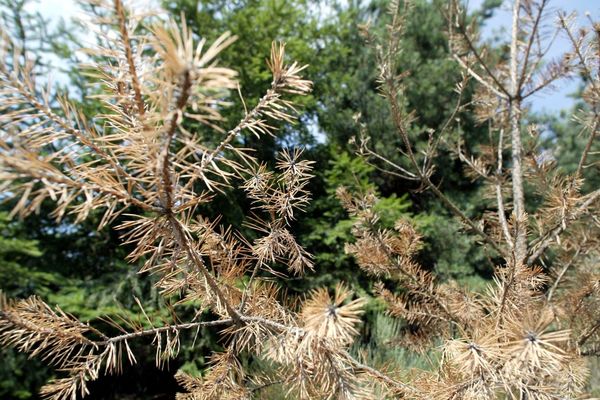 Les forêts de pins, dans la Loire la Drôme et l'Ardèche essentiellement, sont décimées par le réchauffement climatique et la sécheresse qui s'aggrave semaines après semaines. Photo d'archives.