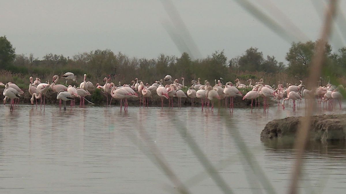 Camargue Les Flamants Roses Sont De Retour A Aigues Mortes