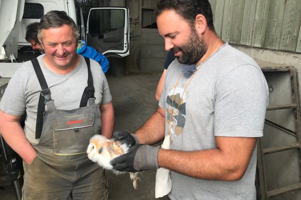 Les chouettes effraies sont des alliées naturelles pour les agriculteurs afin de réguler la population de rongeurs aux abords des exploitations agricoles.