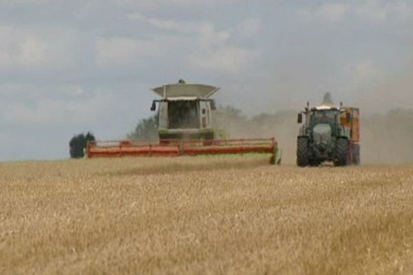 Selon les agriculteurs c'est une année exceptionnelle pour la récolte de l'orge d'hiver