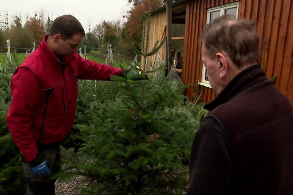 Un sapin naturel, coupé sur pied lors de l'achat en vente direct en en local : une tendance qui se confirme pour ce marché de saison.