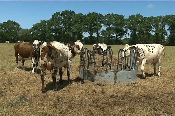 A Surzur dans le Morbihan il faut nourrir les vaches au prés comme en hiver