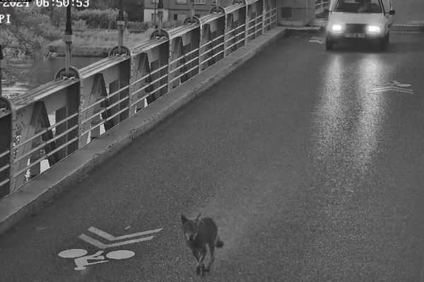 Un loup a été aperçu traversant le pont de la Voulte le 13 avril 2024, peu avant 7 heure du matin.