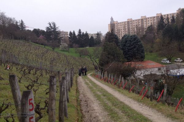 Quelques pieds de vignes en plein Caluire.