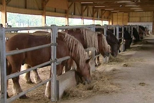 Quel avenir pour les étalons des Haras d'Aurillac ?