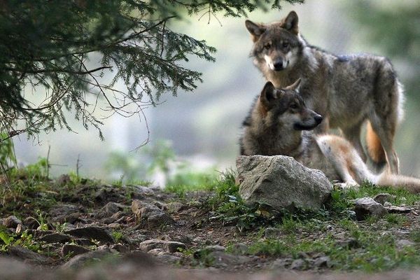 Loups dans le parc du Mercantour (Archives)