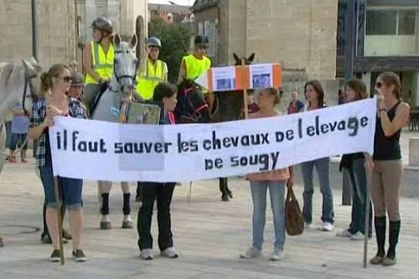 Des associations des amis des animaux dénoncent des cas de maltraitance sur les chevaux d'un domaine privé, à Sougy-sur-Loire, à une trentaine de kilomètres de Nevers.