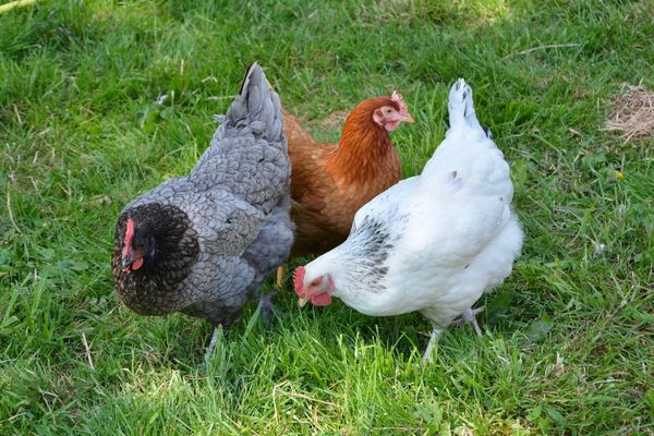 Des poules convoitées.. (archives). 