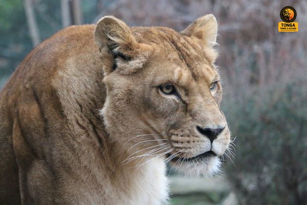 La lionne avait été saisie dans un cirque où elle était maltraitée.