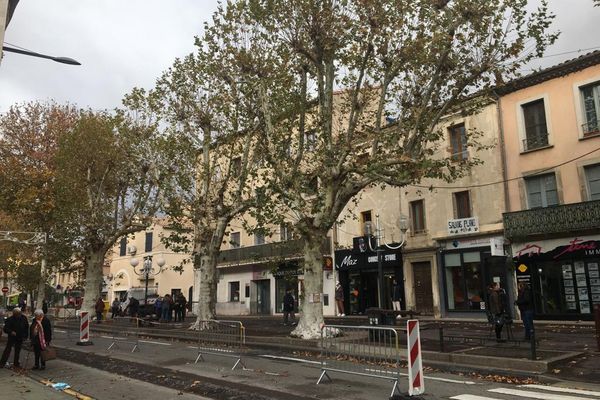 Les platanes du cour de la République à Lézignan-Corbières vont bientôt disparaître.