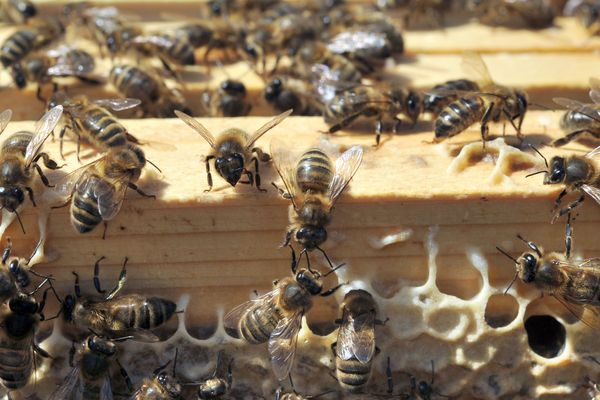 Abeilles en danger : les députés LR tirent la sonnette d'alarme 