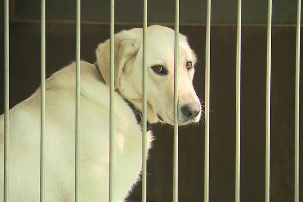 Le site de Chameyrat (Corrèze) observe un afflux d'abandons d'animaux.