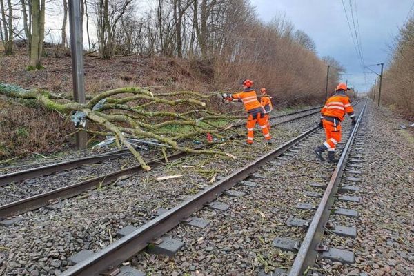 Une intervention est en cours pour dégager la voie touchée par la chute d'un arbre, sur la ligne TER entre Arras et Amiens.