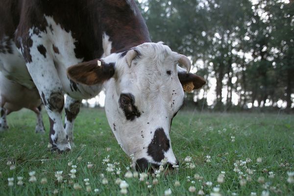 Une vache de race Normande en pâture sur une prairie de graminées en association avec du trêfle blanc