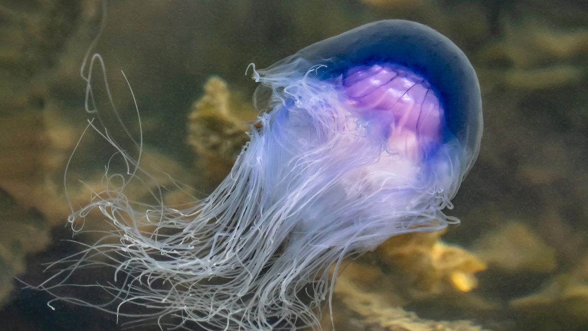 Mer de Nord : gare aux méduses qui peuvent proliférer avec le beau temps -  La Voix du Nord