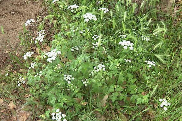 La pollinisation est un enjeu de biodiversité, la nature a besoin de temps pour se reproduire, le fauchage est déconseillé.