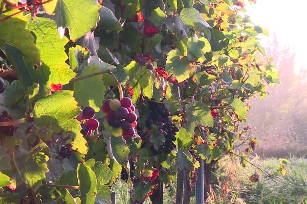 Plus de la moitié des raisins ont été touchés par le mildiou, après le gel en avril. 