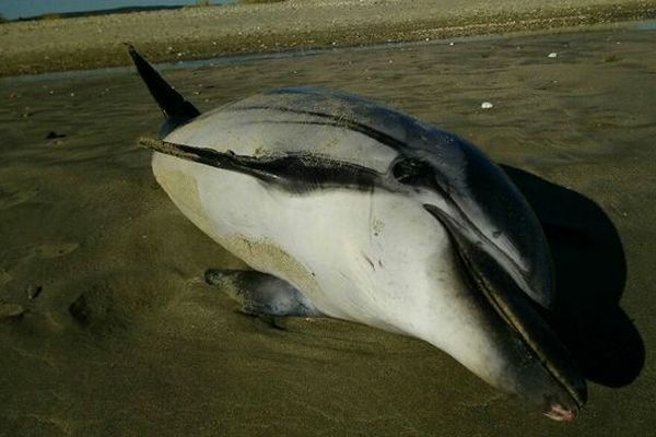 Jeudi, la gendarmerie de Montpellier a découvert un cétacé échoué sur la plage de Villeneuve-les-Maguelone, près de Montpellier. Le service des affaires maritimes est saisi de l’enquête pour déterminer les causes du décès.