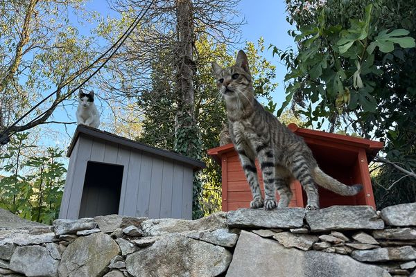 Nîmes - le refuge Toutous et Minous croule sous les chats abandonnés - août 2023.