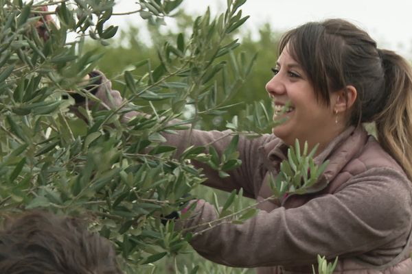 Début de la cueillette des olives 2023 dans l'Hérault.