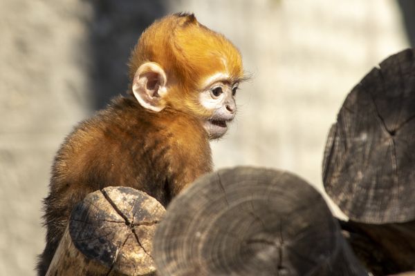 Le divin Langur est né !