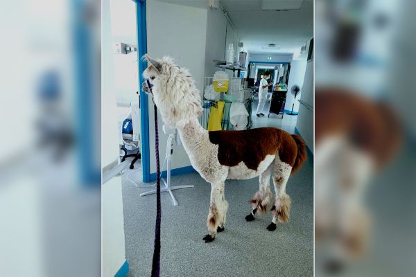 A la grande surprise des patients, un lama s'est promené dans les chambres de l'hôpital Louise-Michel de Clermont-Ferrand.