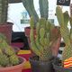 Les cactus et autres succculentes, qui demandent peu d'eau, vedettes de la foire aux plantes de Prades, dimanche 14 avril, dans les Pyrénées-Orientales.