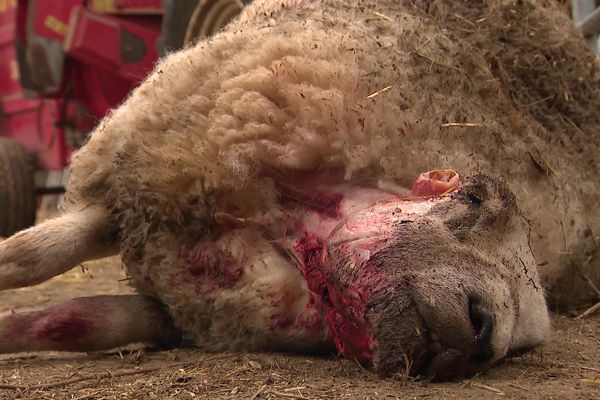 Le retour du loup dans les Vosges : deux troupeaux de brebis attaqués en 48 heures. Les éleveurs sont inquiets.