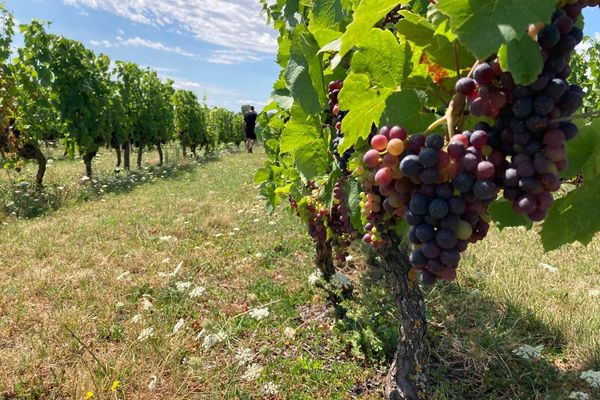 Le vignoble de Saint-Pourçain profite du soleil de l'été