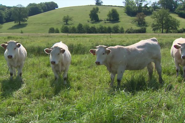 Prenez l'air avec nous en Saône-et-Loire dans le Charolais-Brionnais.