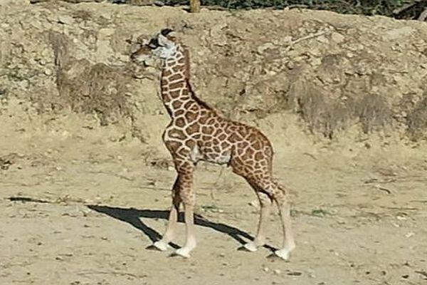 Sigean (Aude) - le girafon, nouvelle vedette de la Réserve africaine - octobre 2013.