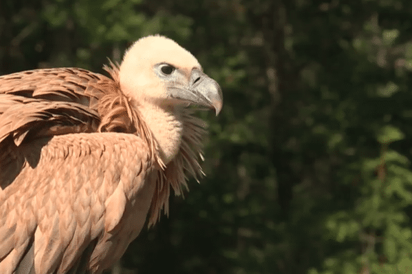 Ce lundi 12 août, un vautour fauve a été retrouvé titubant au bord d'une route près de Barles, à une vingtaine de kilomètres de Digne-les-Bains.