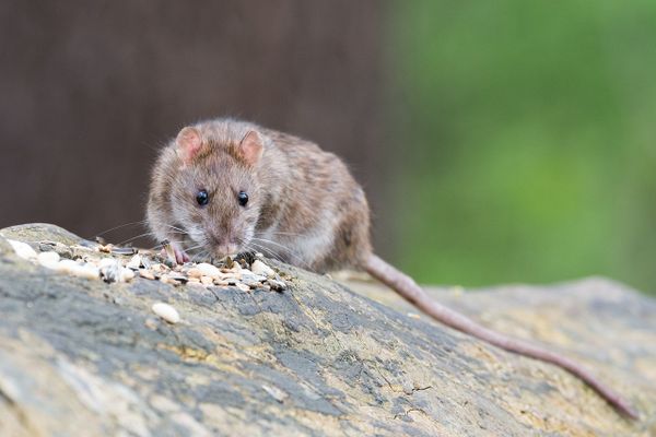 Les rats ont investi plusieurs quartiers de l'agglomération du Havre (Seine-Maritime)